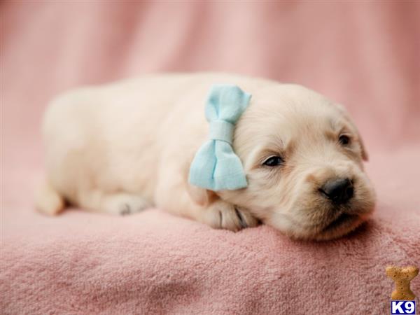 breeders Picture 2